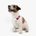 MAG20 2022 Livery Inspired Pet Bandana Collar - FormulaFanatics